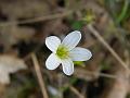 Saxifraga caesia